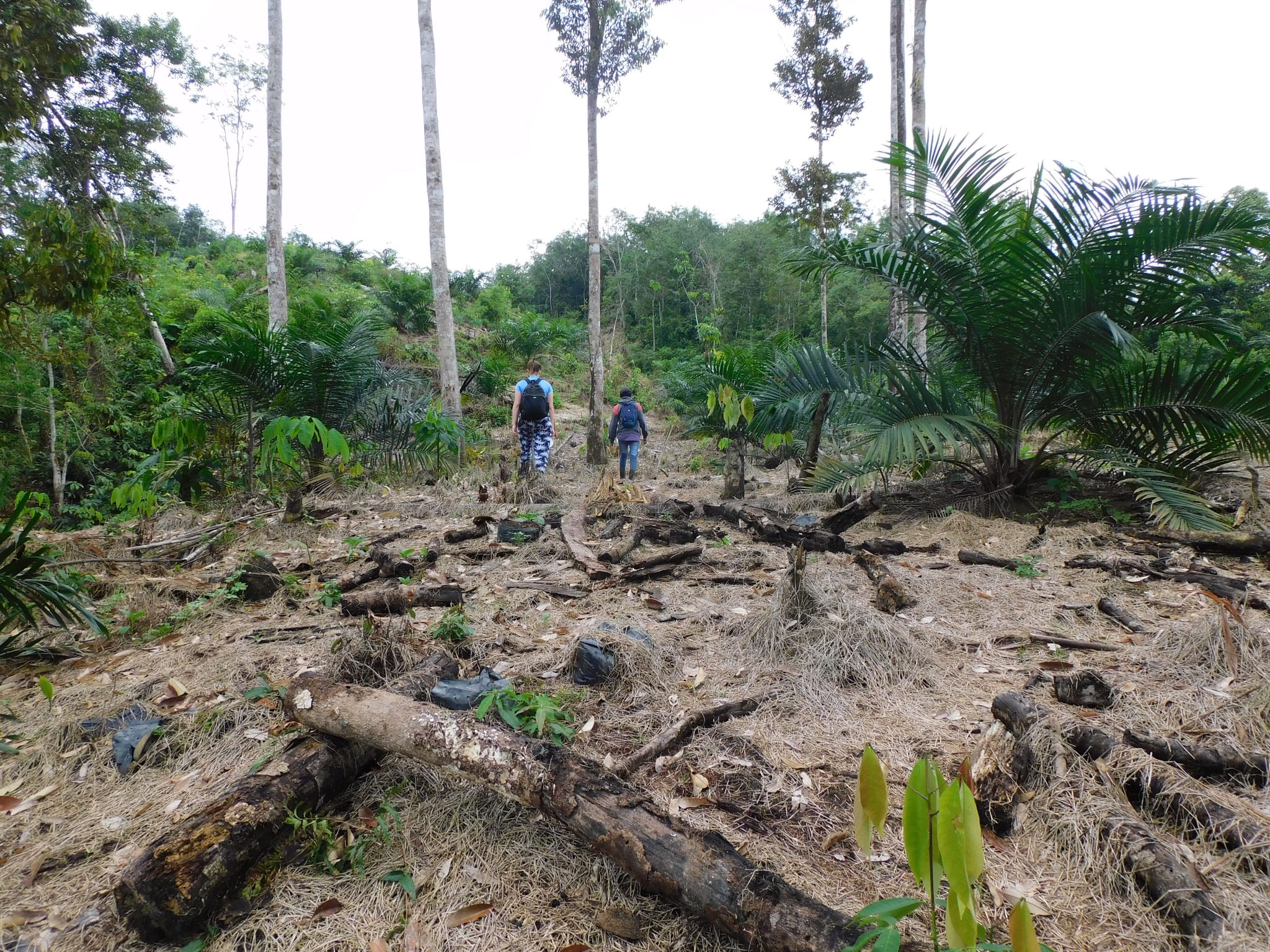 Community Reforestation Program - CareSumatra