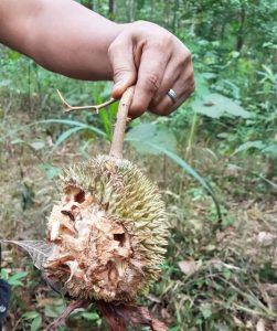 durian fruit