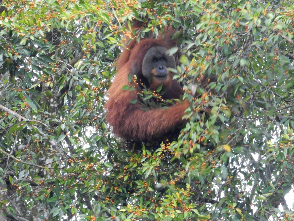 Spotting orangutans in the wild