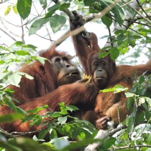 durians for orangutans